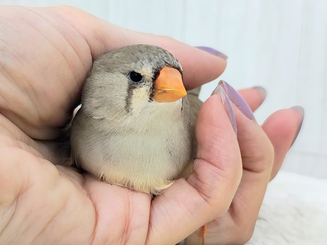 最新画像更新💓ぱやぱや静電気??⚡ジャンボキンカ鳥のヒナ入荷しました❤️ ジャンボキンカチョウ
