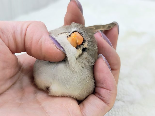 最新画像更新💓ぱやぱや静電気??⚡ジャンボキンカ鳥のヒナ入荷しました❤️ ジャンボキンカチョウ