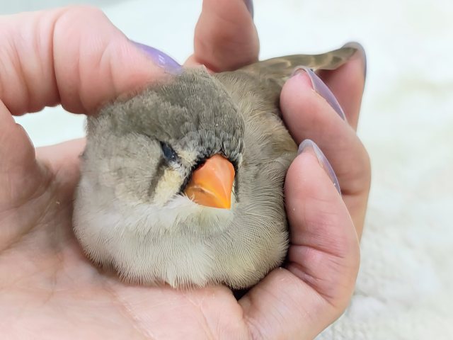 ジャンボキンカチョウ