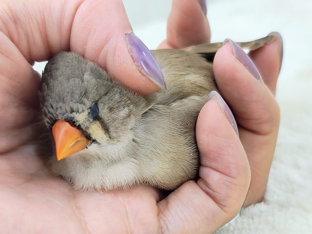 ジャンボキンカチョウ