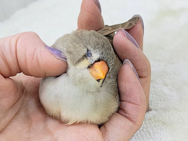 ジャンボキンカチョウ