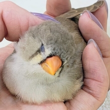 最新画像更新💓‪ぱやぱや静電気？？⚡ジャンボキンカ鳥のヒナ入荷しました❤️