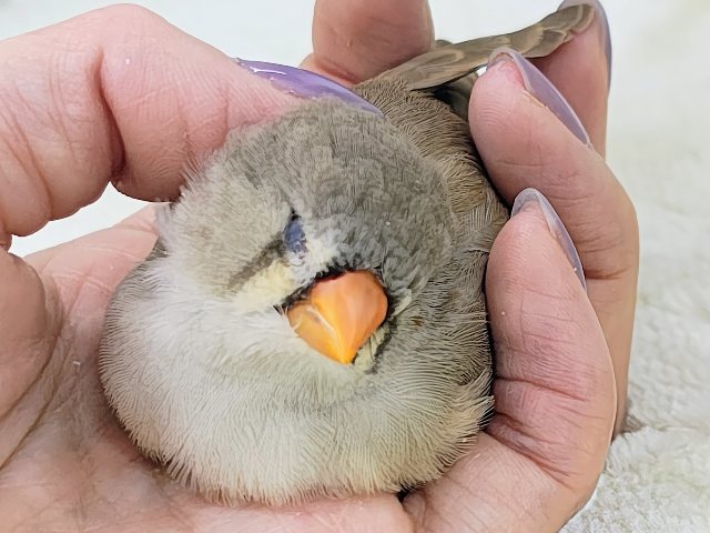 最新画像更新💓ぱやぱや静電気??⚡ジャンボキンカ鳥のヒナ入荷しました❤️ ジャンボキンカチョウ