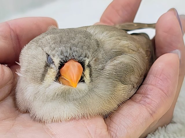 最新画像更新💓ぱやぱや静電気??⚡ジャンボキンカ鳥のヒナ入荷しました❤️ ジャンボキンカチョウ