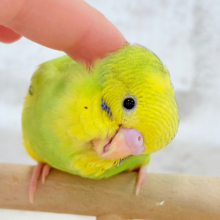 【最新画像更新🪄】目指せ甘え上手No.1🐣👑セキセイインコ(パイド) ヒナ