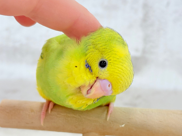【最新画像更新🪄】目指せ甘え上手No.1🐣👑セキセイインコ(パイド) ヒナ