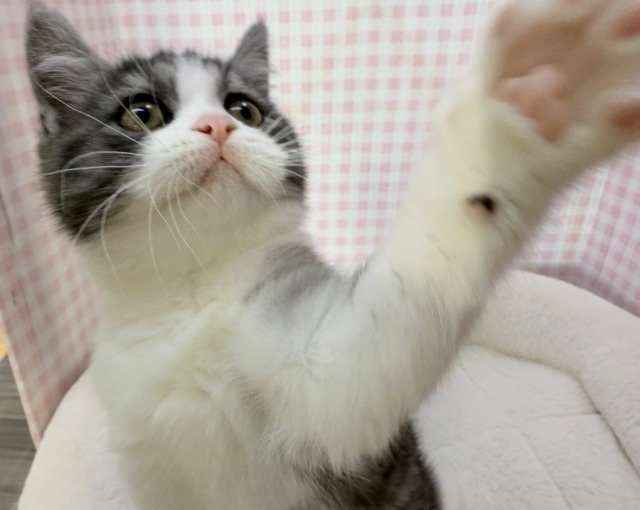 ブリティッシュショートヘア