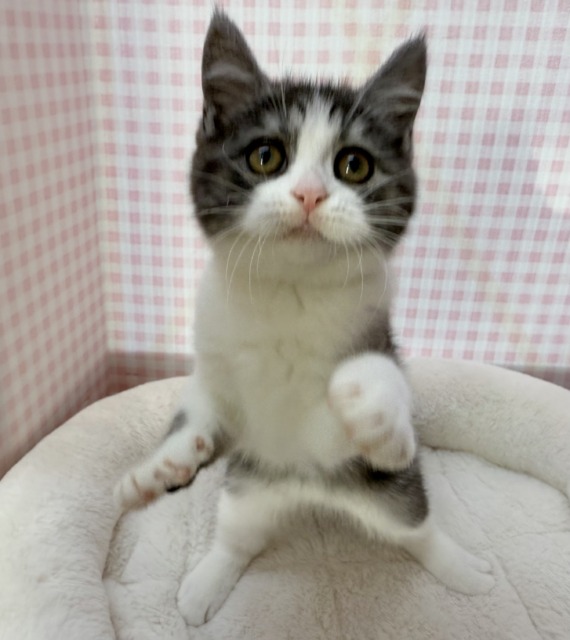 ブリティッシュショートヘア