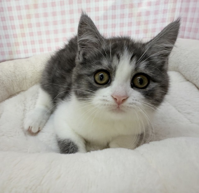 ブリティッシュショートヘア