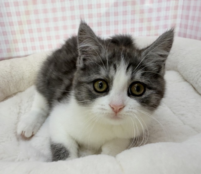 ブリティッシュショートヘア