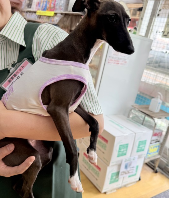 イタリアングレーハウンド