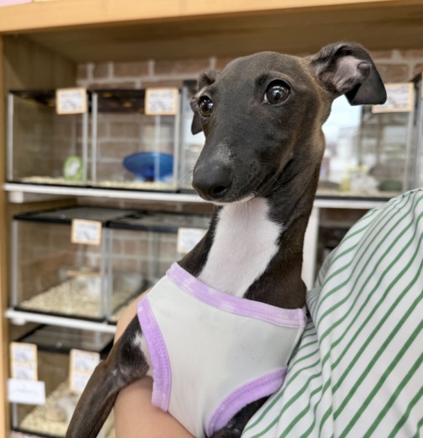 イタリアングレーハウンド