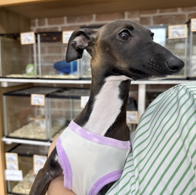 イタリアングレーハウンド