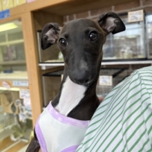 スレンダーボディのイタグレさん😚