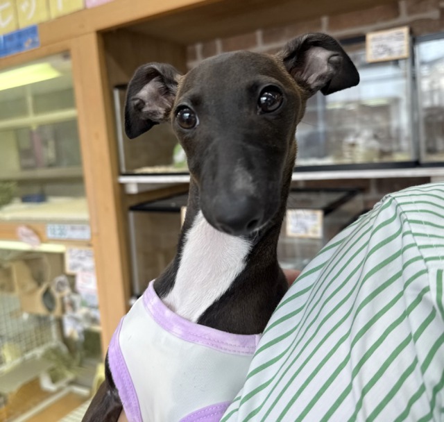 スレンダーボディのイタグレさん😚