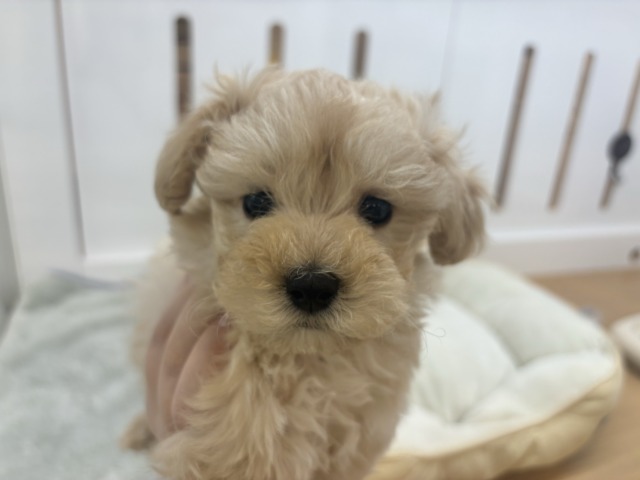 キュンキュ〜〜ンが鳴り止まない♥マルプーくん! マルプー