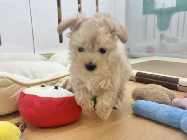 キュンキュ〜〜ンが鳴り止まない♥マルプーくん! マルプー
