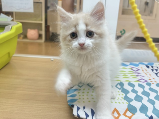 サイベリアン