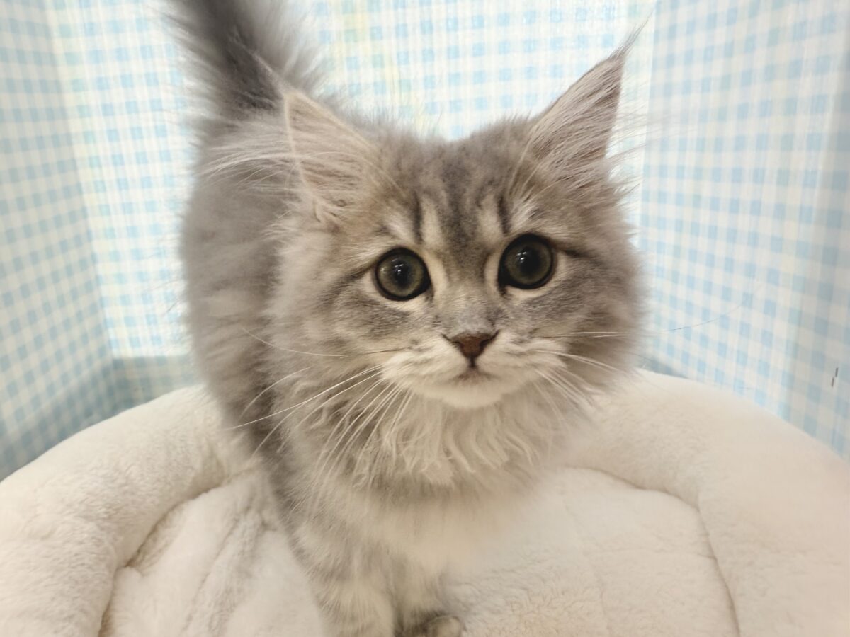 最新📷あどけないサイベリアンちゃん☺️