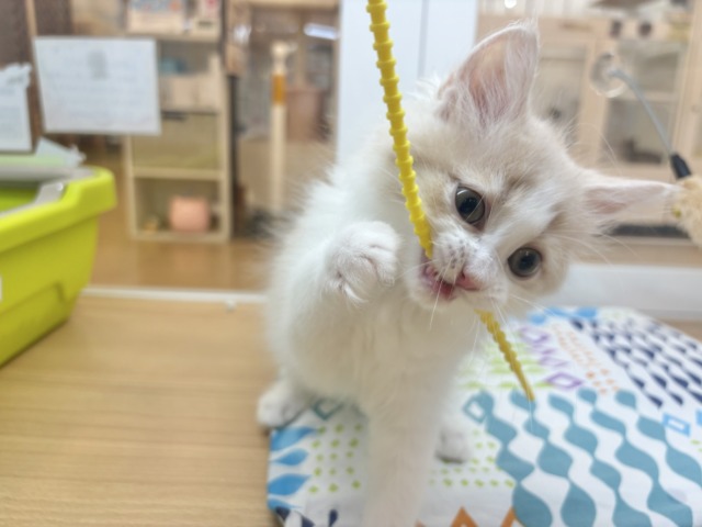 サイベリアン