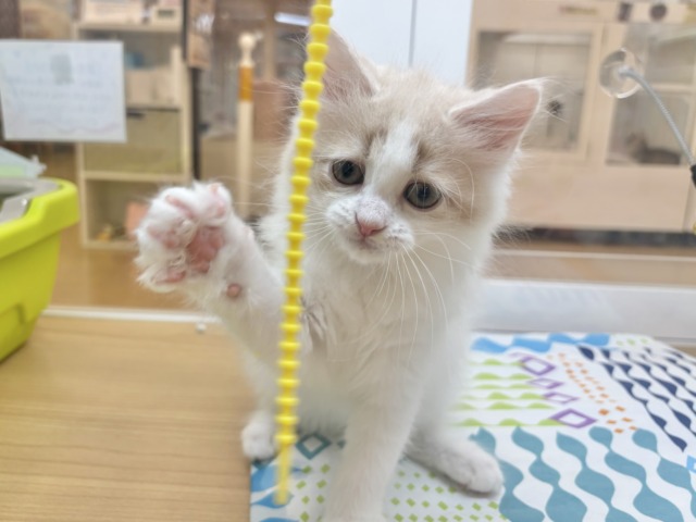 サイベリアン