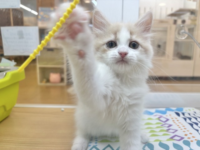 サイベリアン