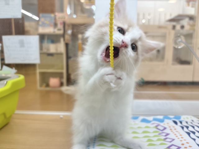 サイベリアン