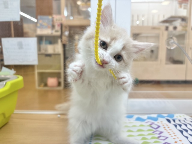 サイベリアン
