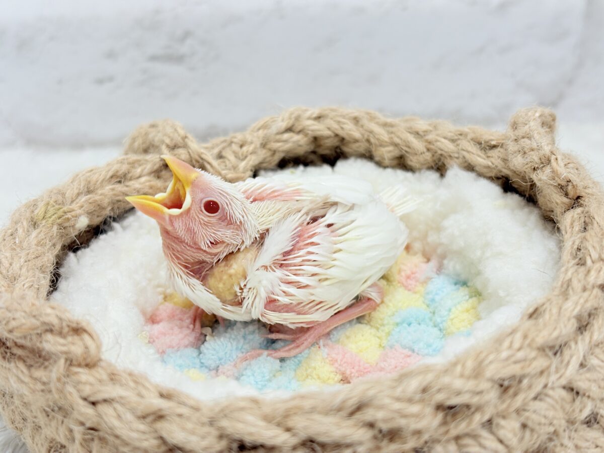 アルビノ文鳥