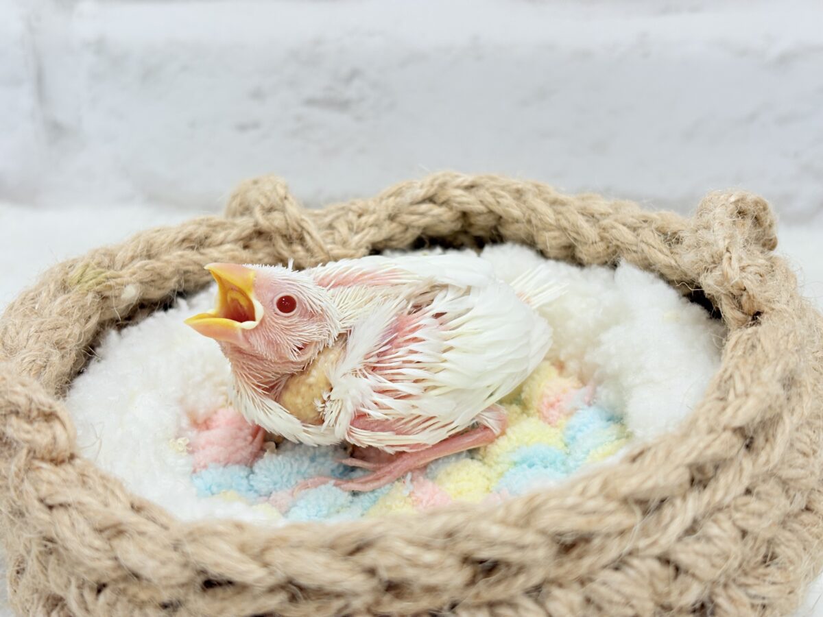 アルビノ文鳥