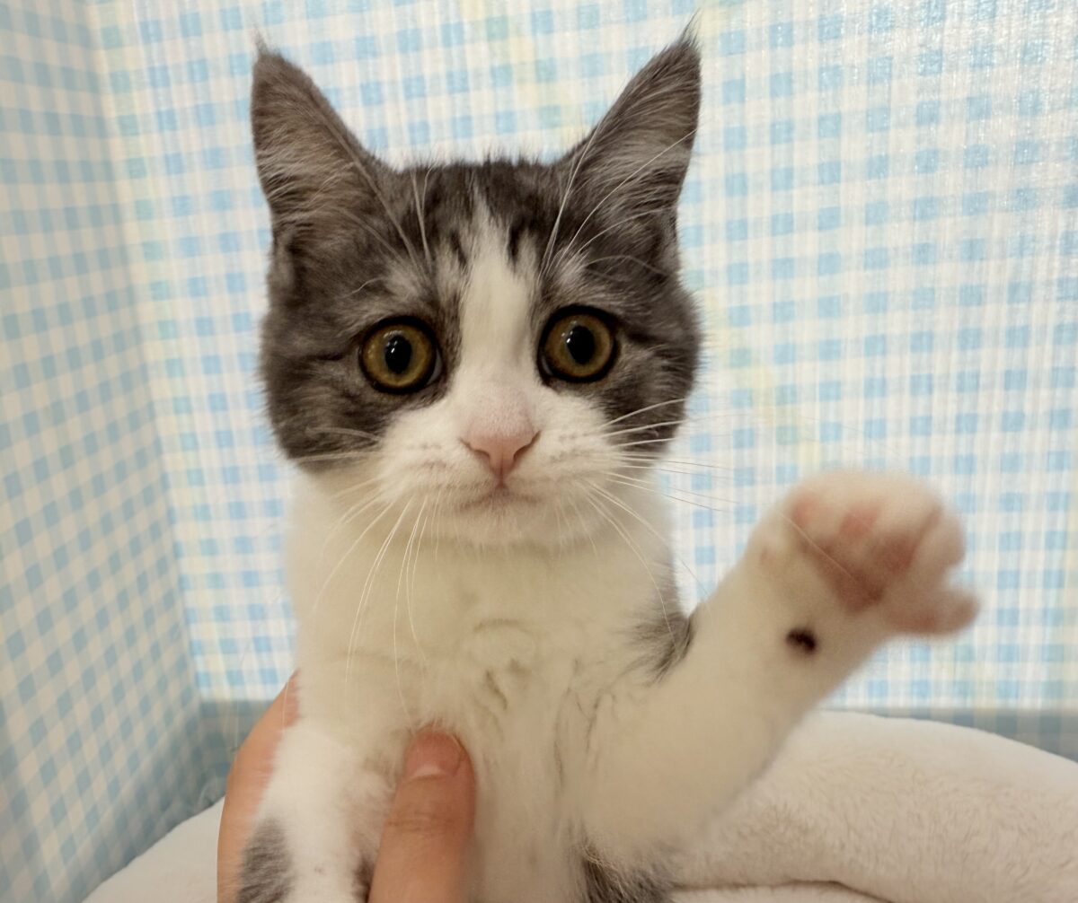 ブリティッシュショートヘア