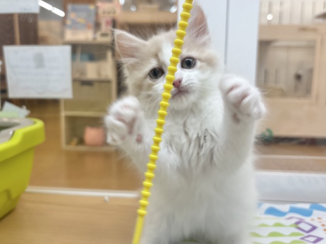 サイベリアン