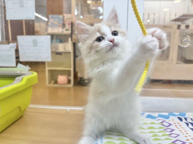 サイベリアン