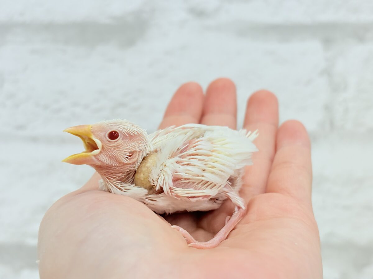アルビノ文鳥