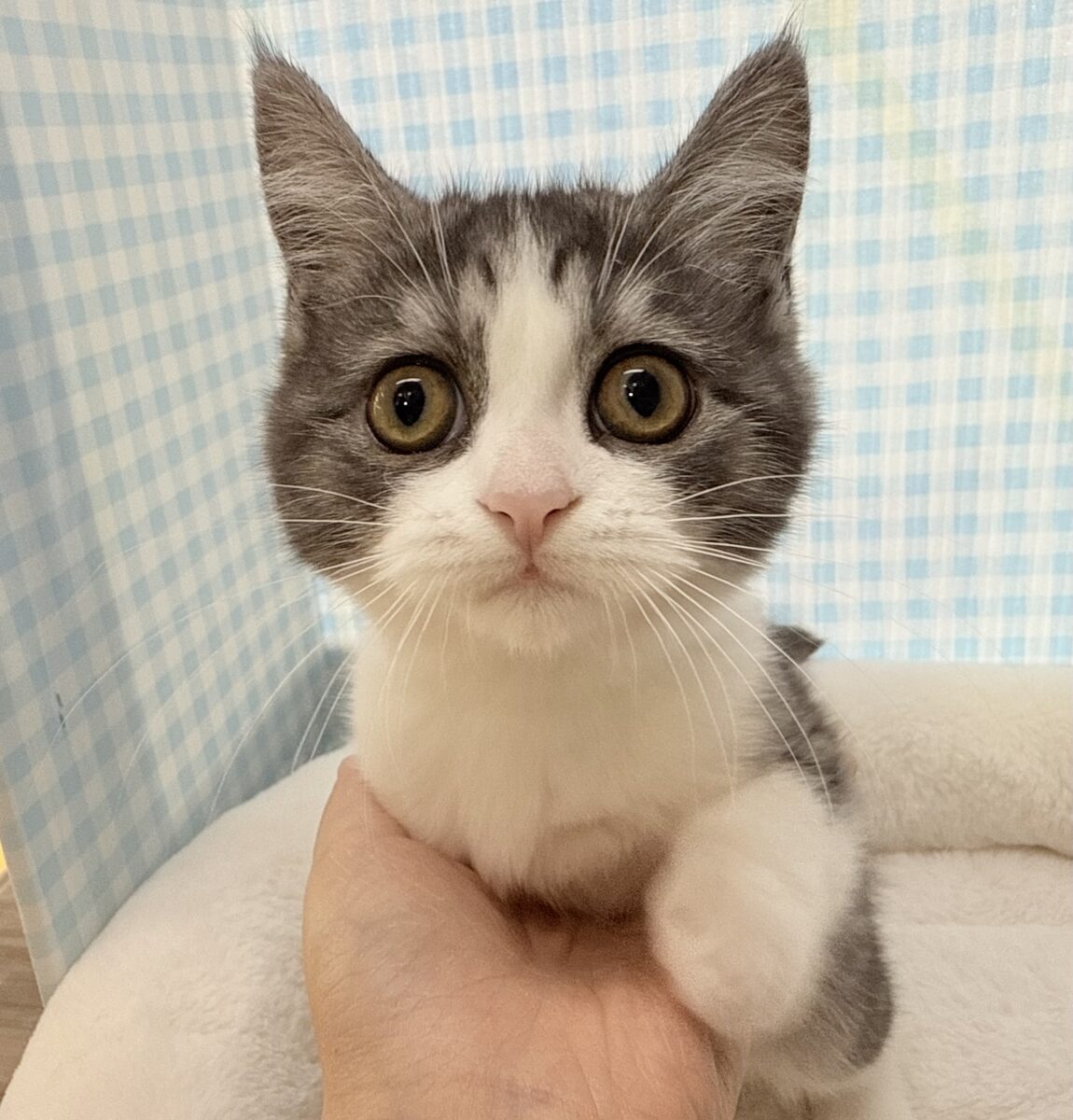 ブリティッシュショートヘア