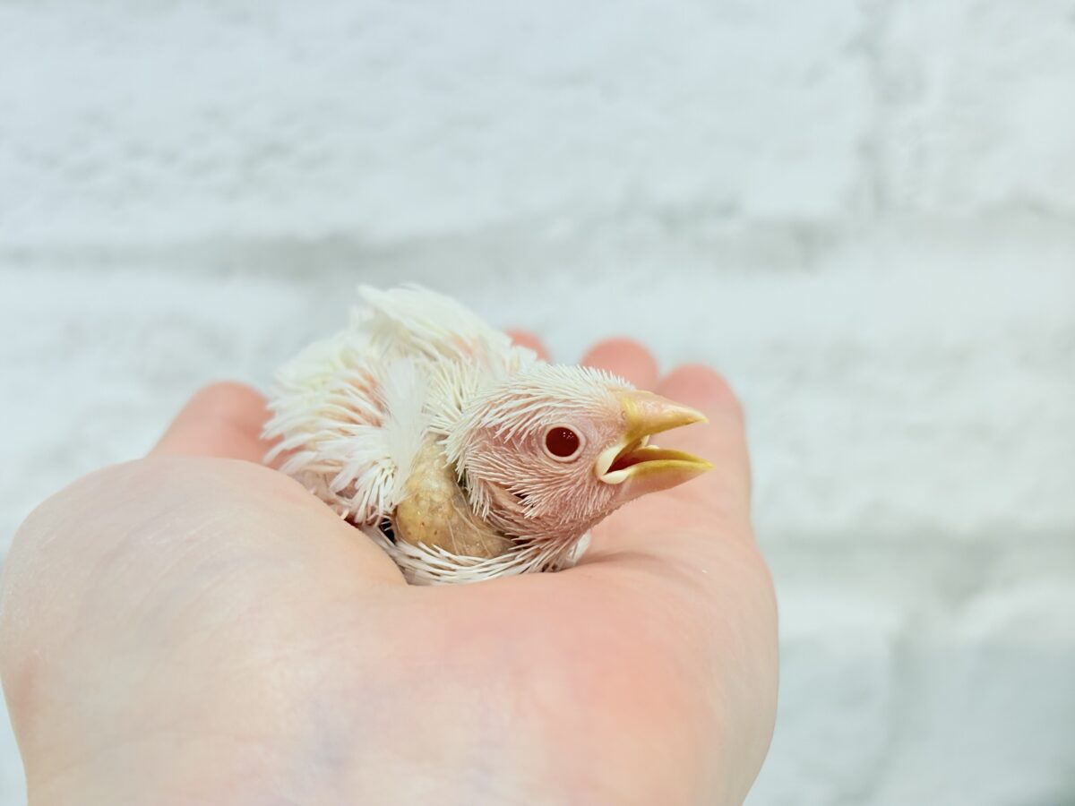 アルビノ文鳥