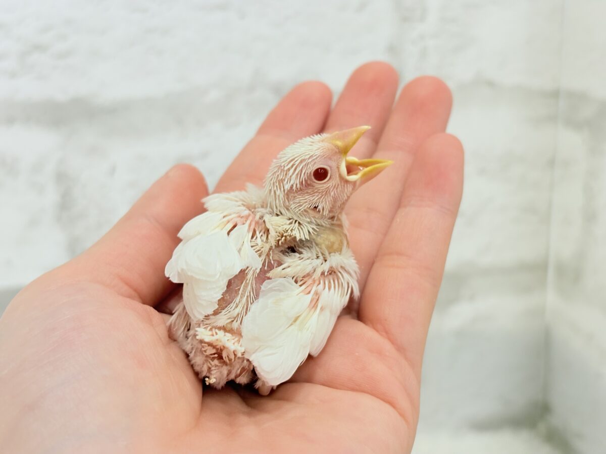 アルビノ文鳥