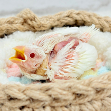 【最新画像更新🪄】透明感が溢れ出る〜🐣🤍アルビノ文鳥 ヒナ