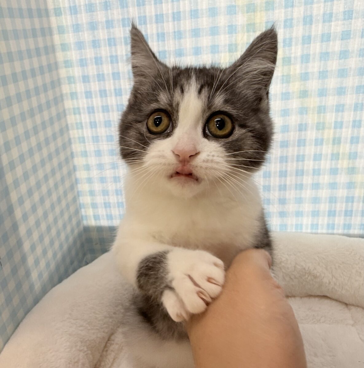 ブリティッシュショートヘア