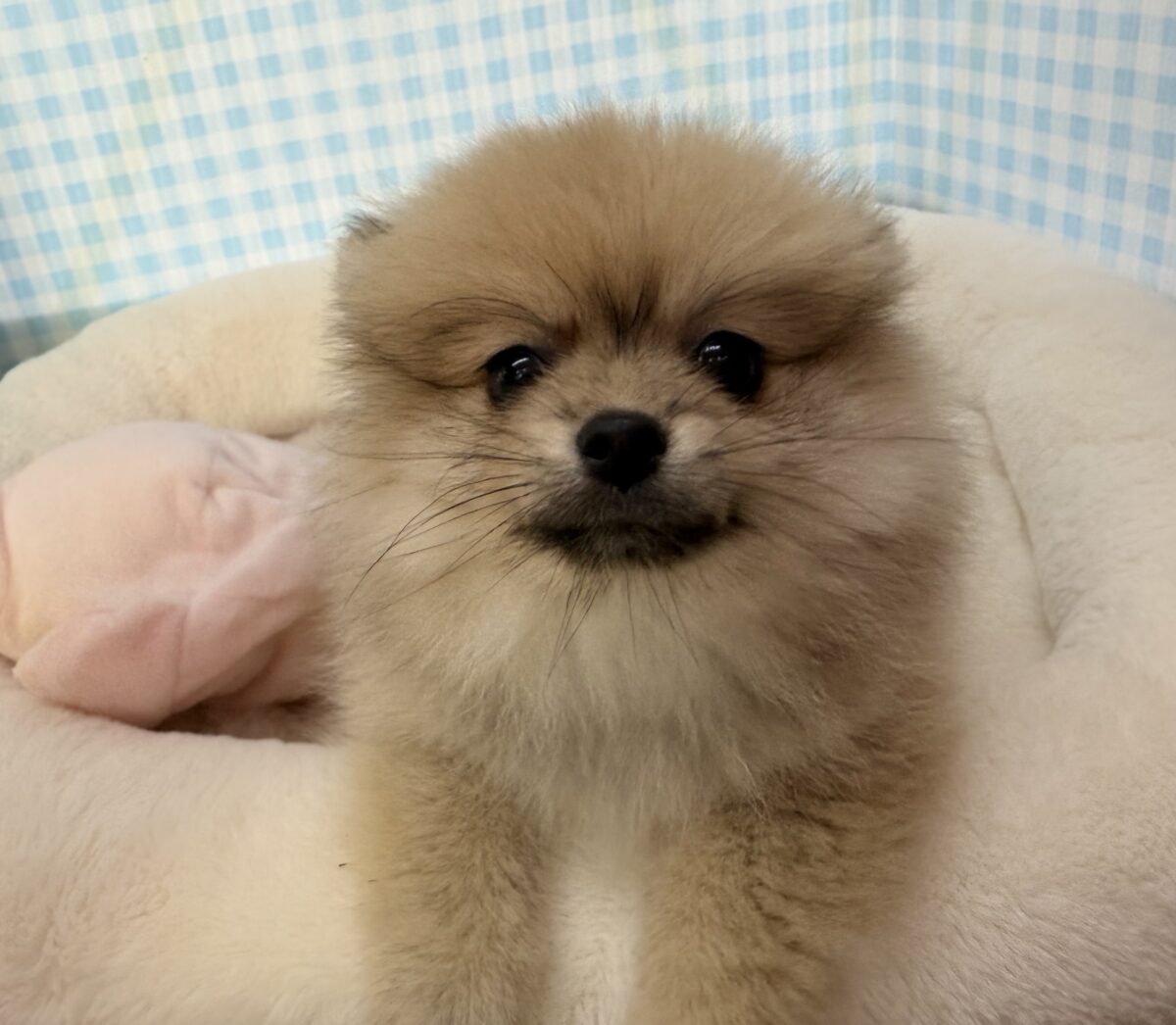 ポメラニアン