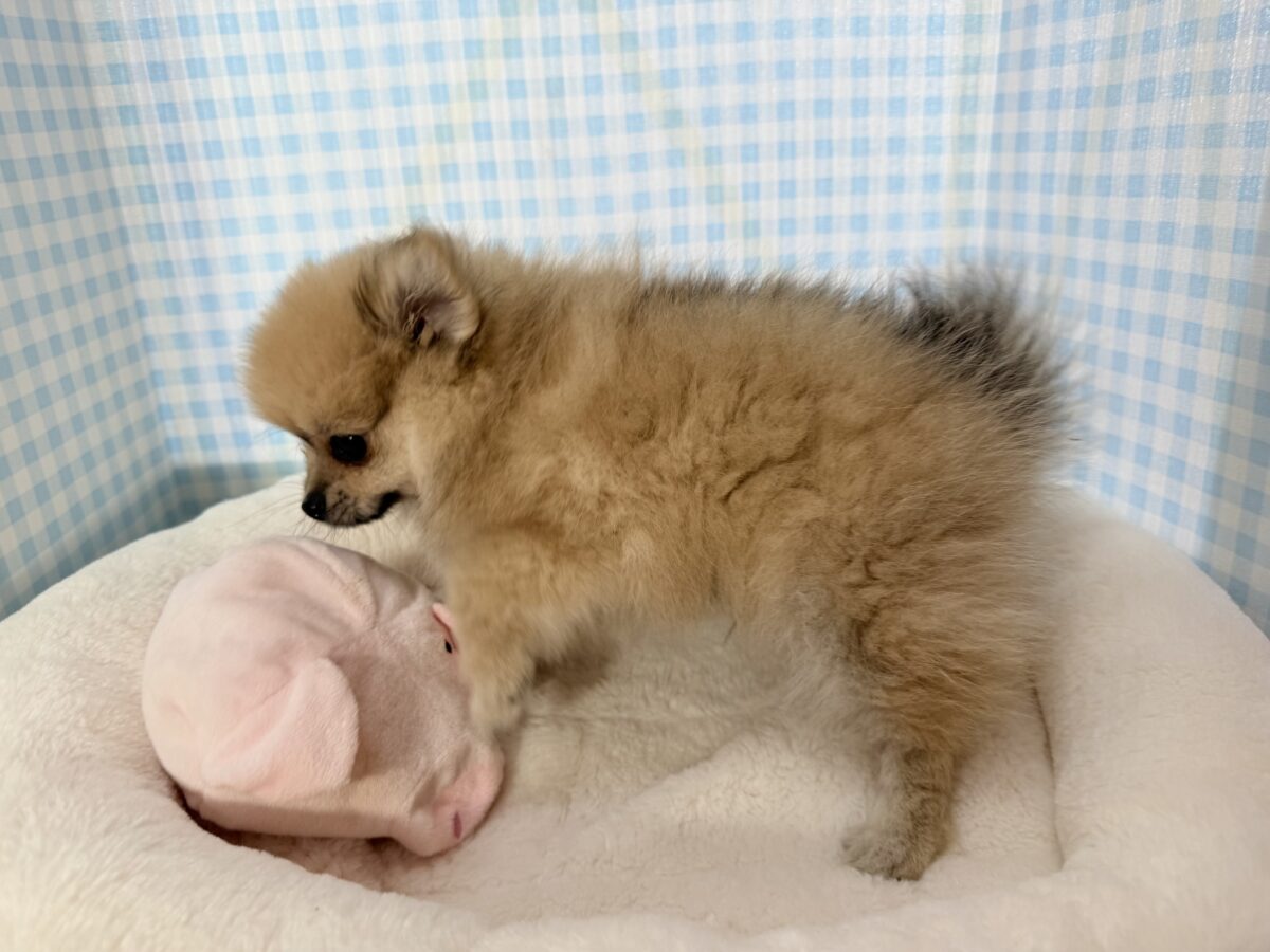 ポメラニアン