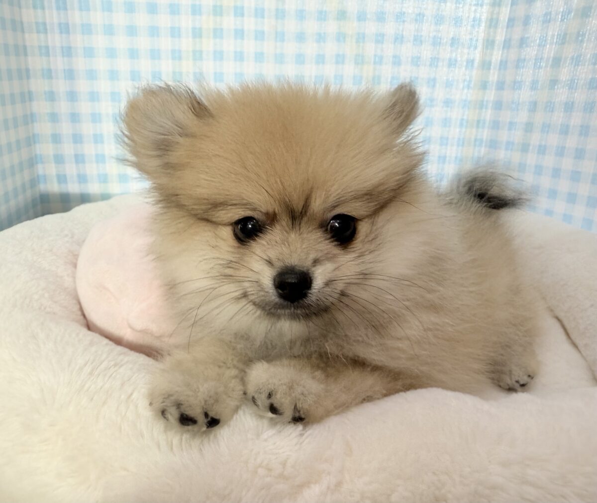 ポメラニアン
