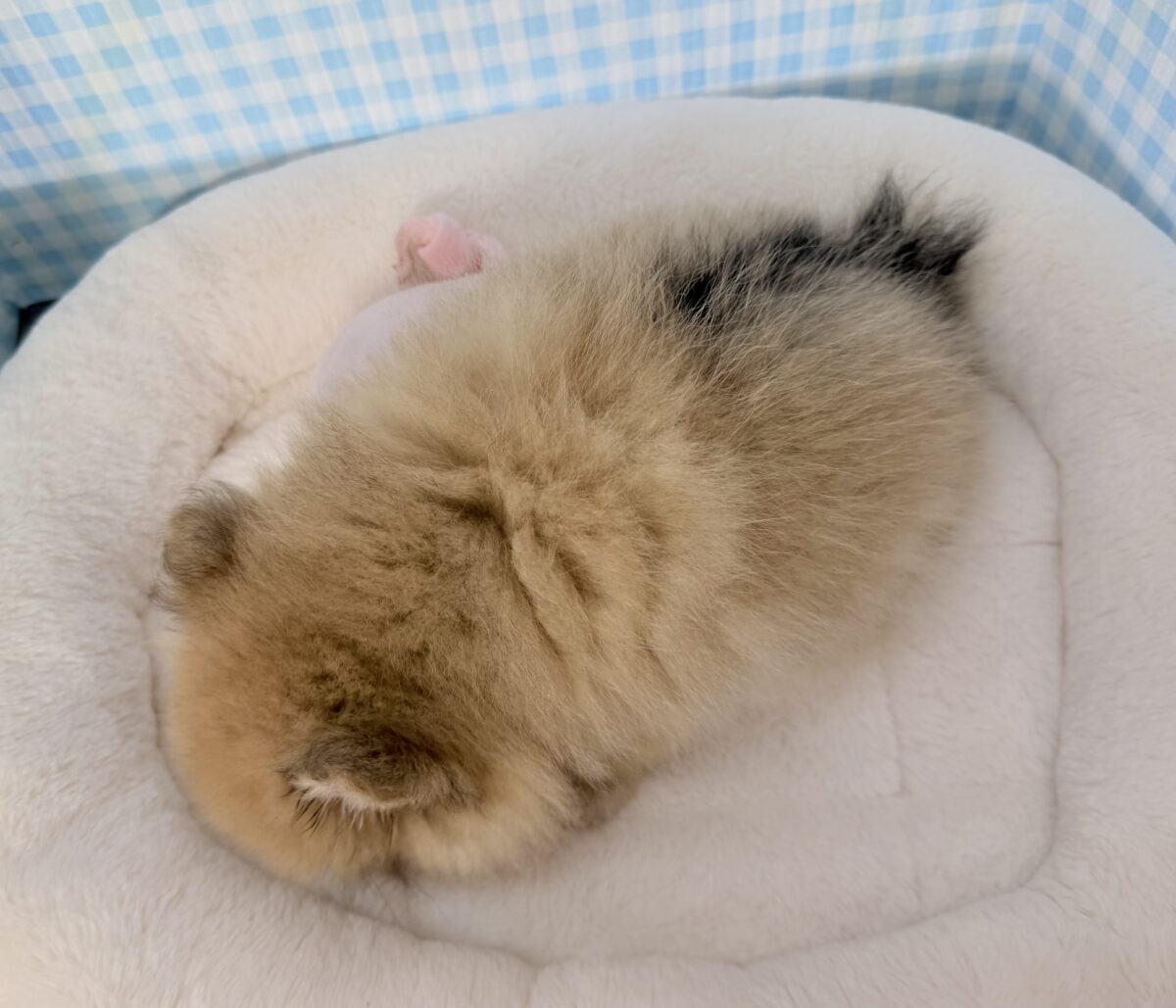 ポメラニアン