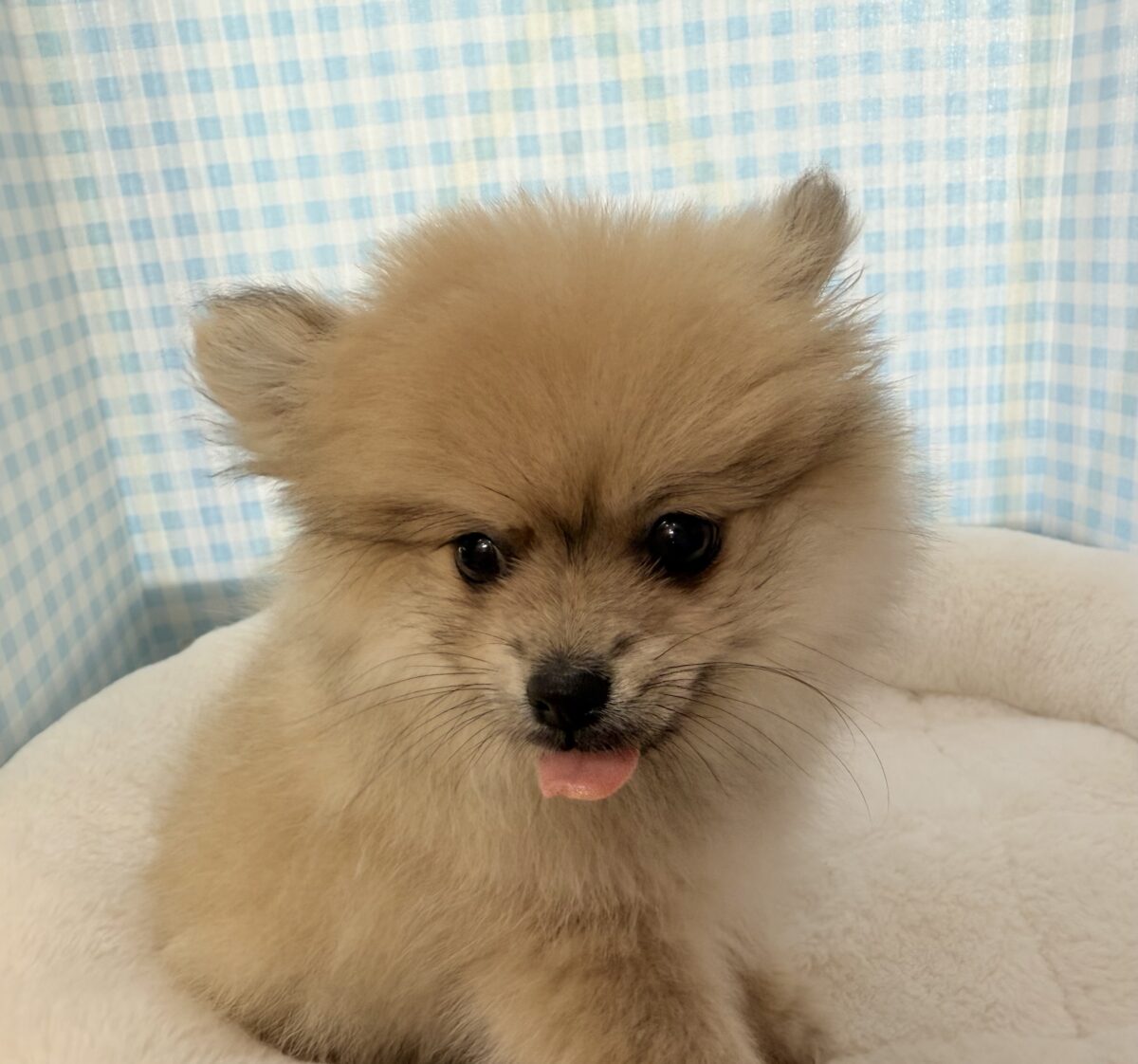 ポメラニアン