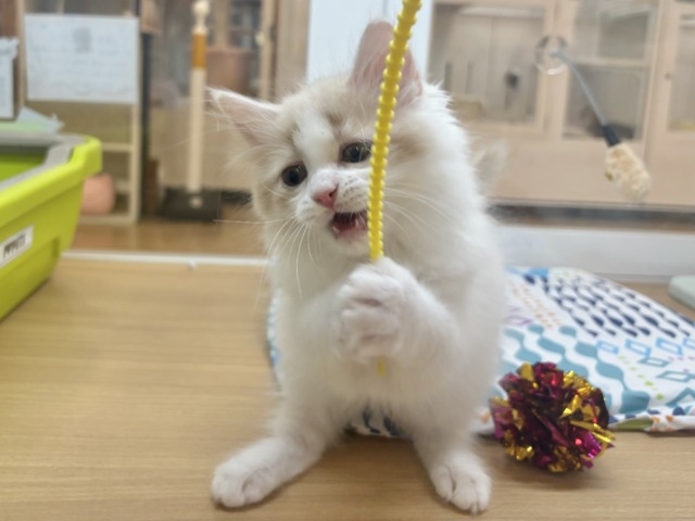 サイベリアン
