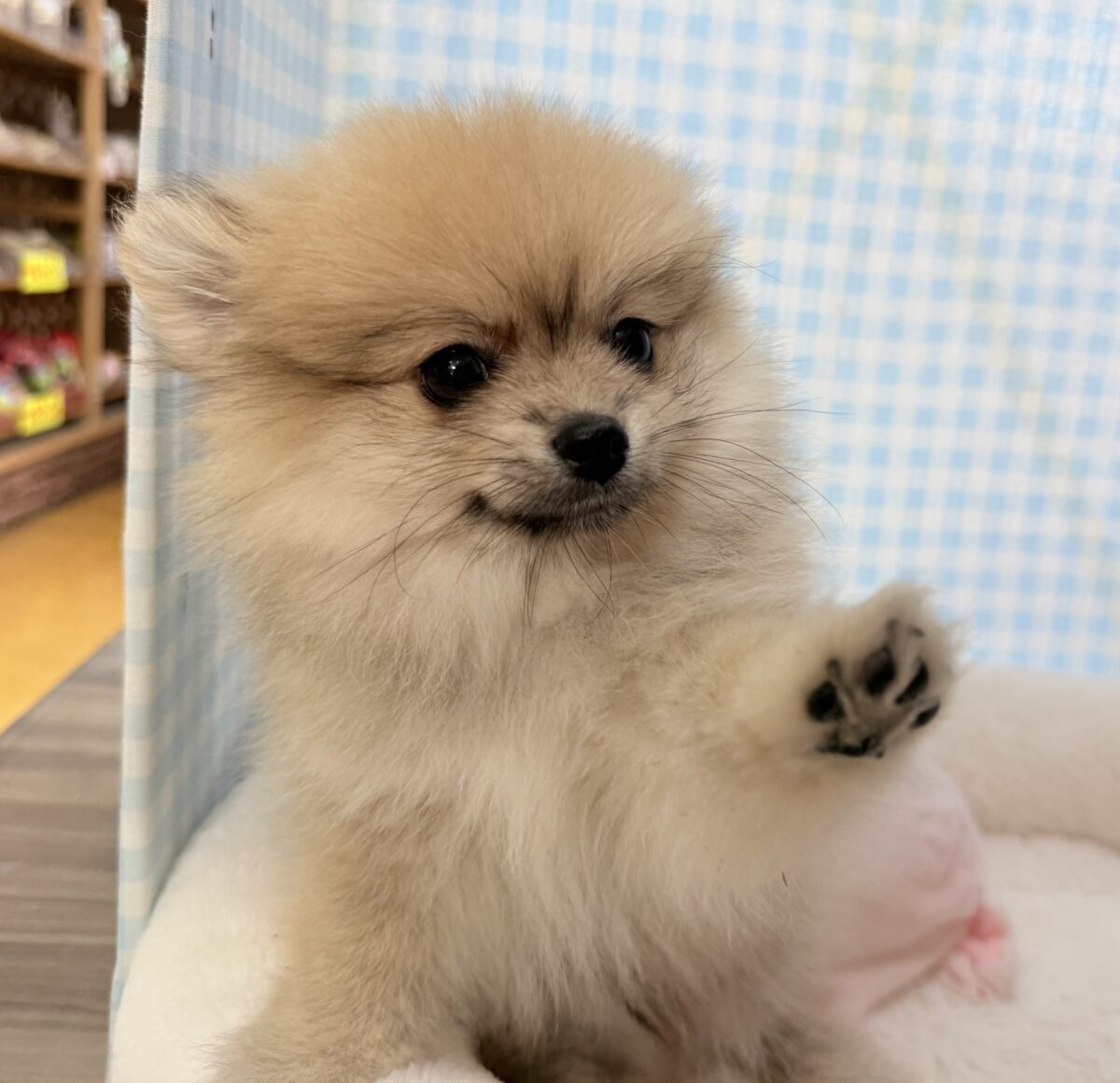 ポメラニアン