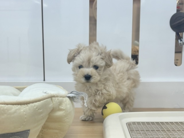 キュンキュ〜〜ンが鳴り止まない♥マルプーくん! マルプー