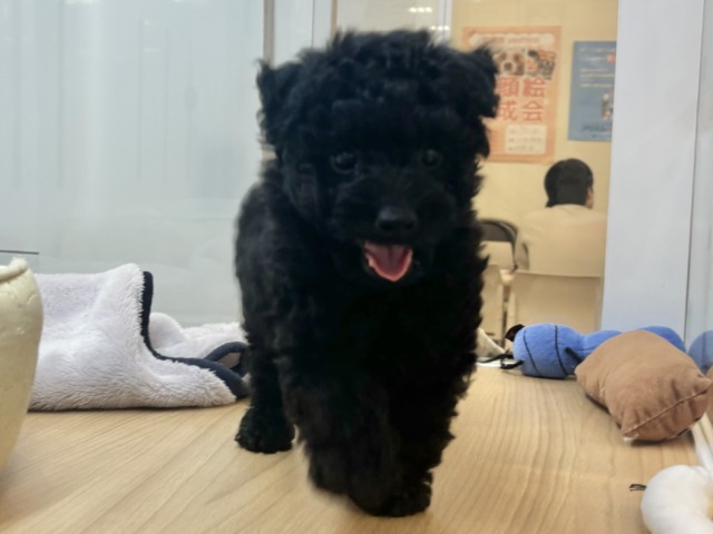 トイプードル