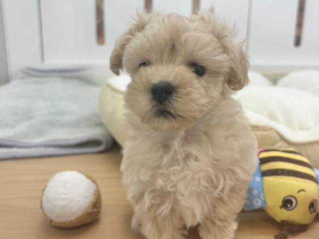 マルプー