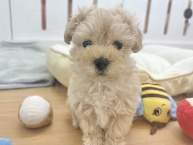 マルプー